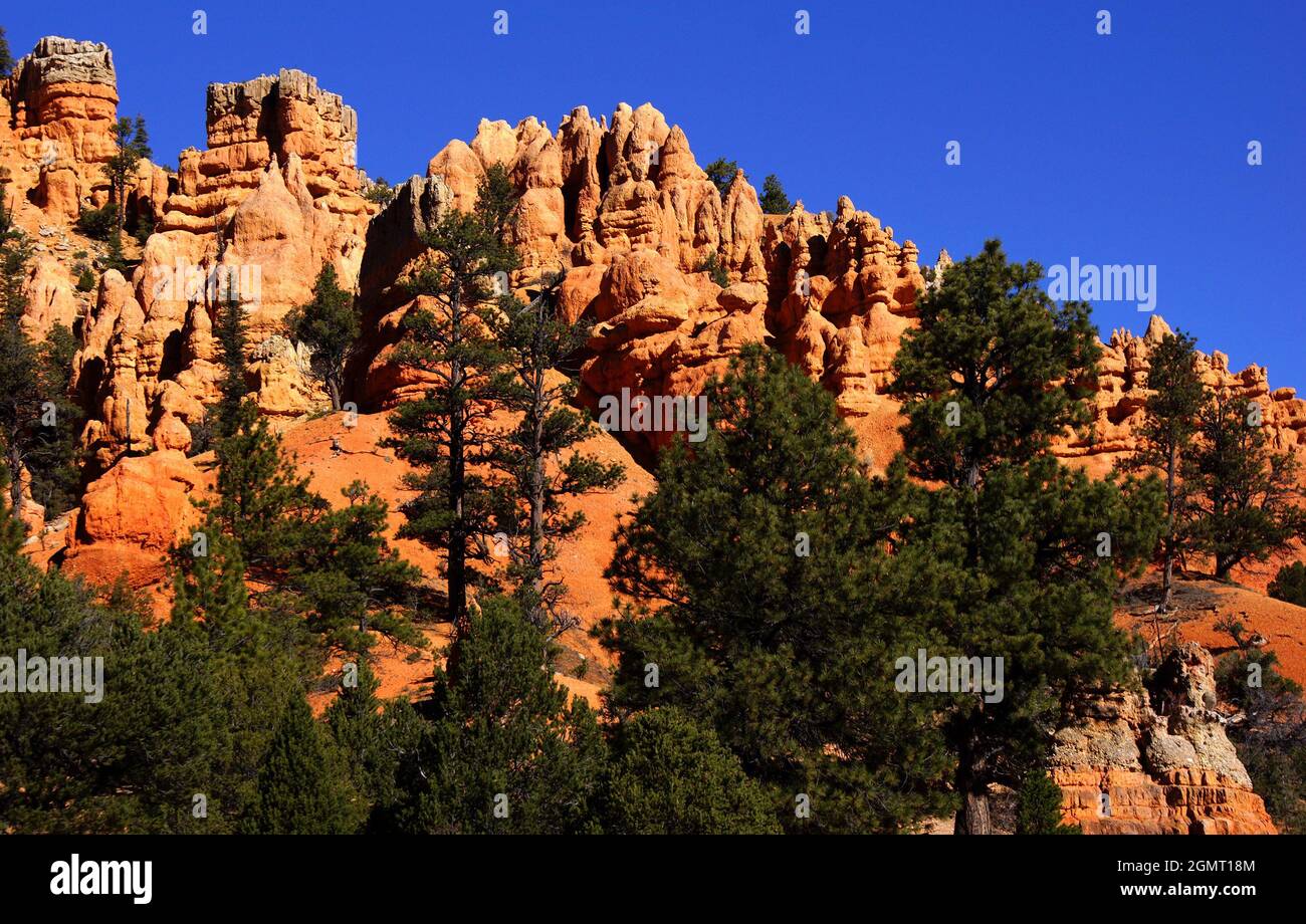Red Canyon lungo l'autostrada 12 vicino al Bryce Canyon National Park, Dixie National Forest, Utah, USA, Nord America Foto Stock