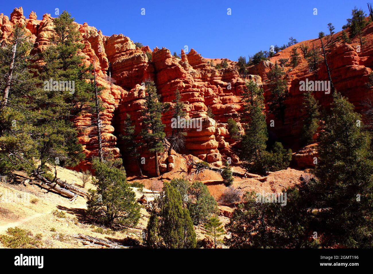 Red Canyon lungo l'autostrada 12 vicino al Bryce Canyon National Park, Dixie National Forest, Utah, USA, Nord America Foto Stock