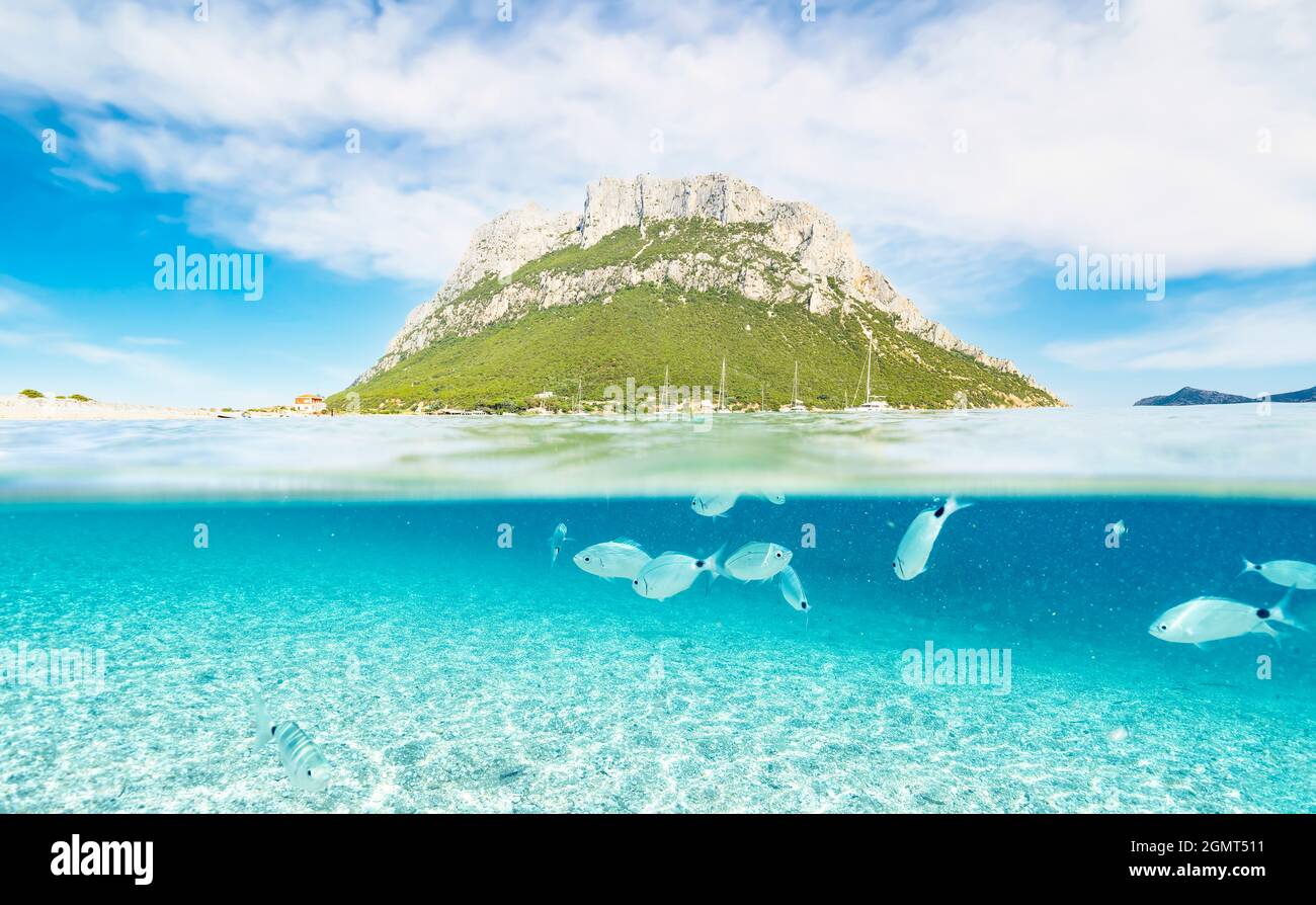 Scatto diviso, foto sovra-sotto. Vista mozzafiato di alcuni pesci che nuotano sotto la linea d'acqua in primo piano con l'isola di Tavolara sopra la superficie d'acqua. Foto Stock