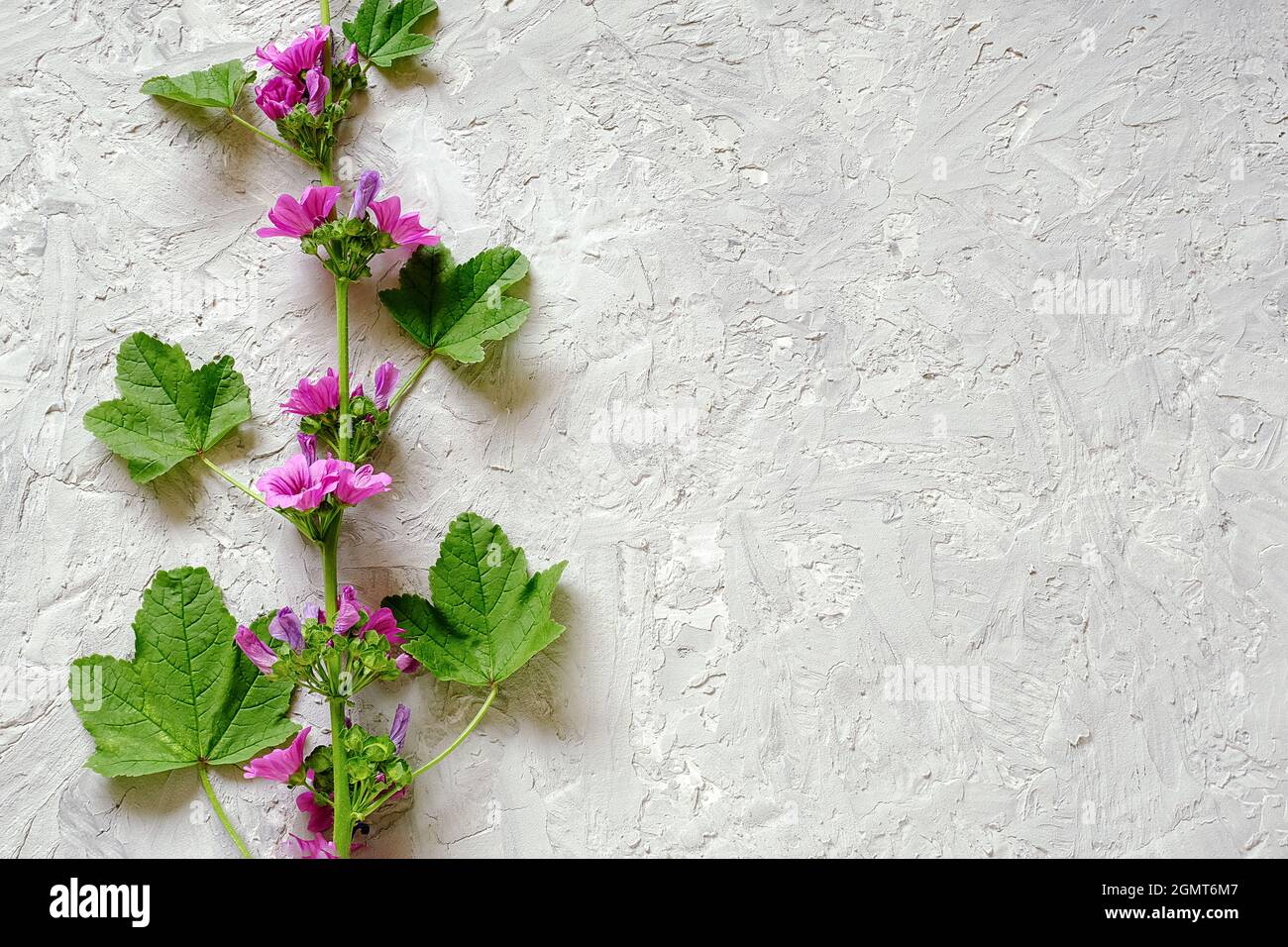 Bordo di ramo con fiori viola e foglie verdi su sfondo di pietra grigia con spazio di copia per il testo. Vista dall'alto modello di posa piatta per il tuo progetto, i Foto Stock