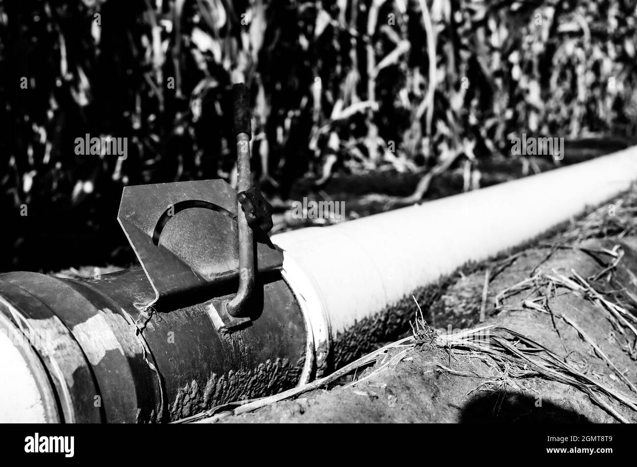 immagine a fuoco selettivo di basso livello dell'irrigazione del solco in un campo di mais Foto Stock