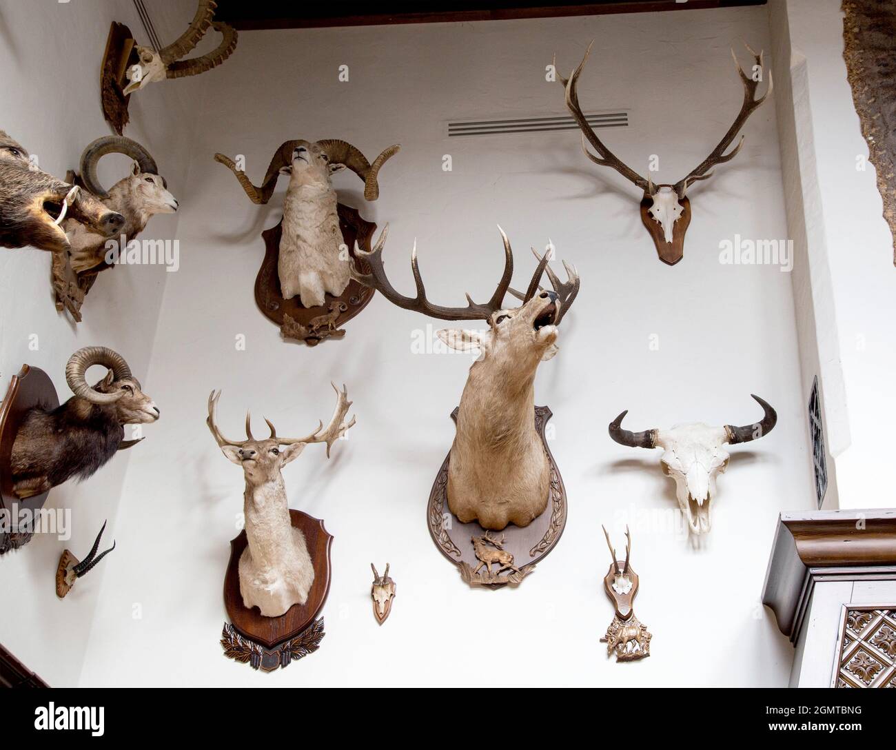 Molti animali farciti appendono sul muro nella stanza del cacciatore, trofei.  Capre farcite con corna, caccia Foto stock - Alamy