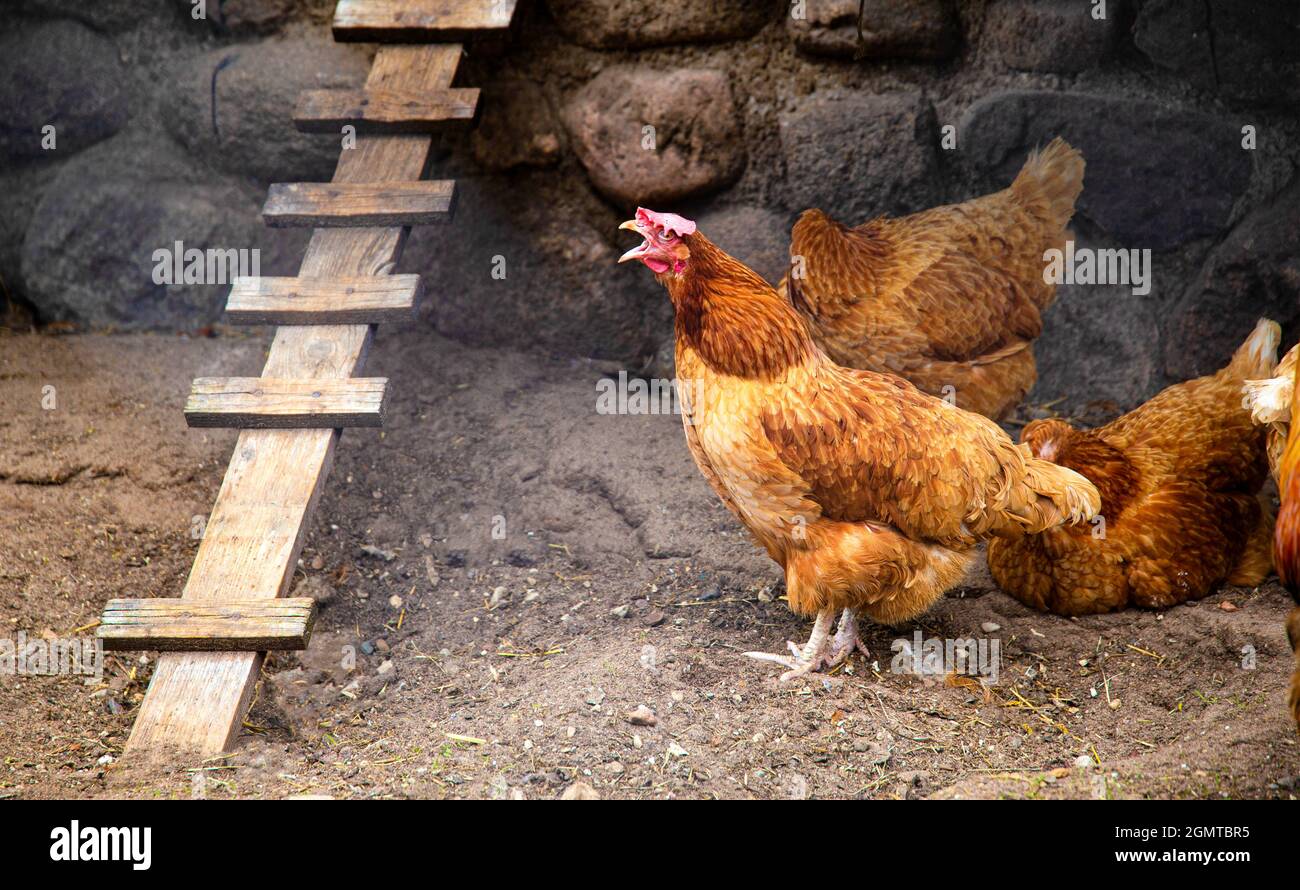 Una gallina domestica che stesa la gallina con una tosse aperta del becco nel henhouse. Sveglia e allarme mattutino antipanico, all'aperto Foto Stock