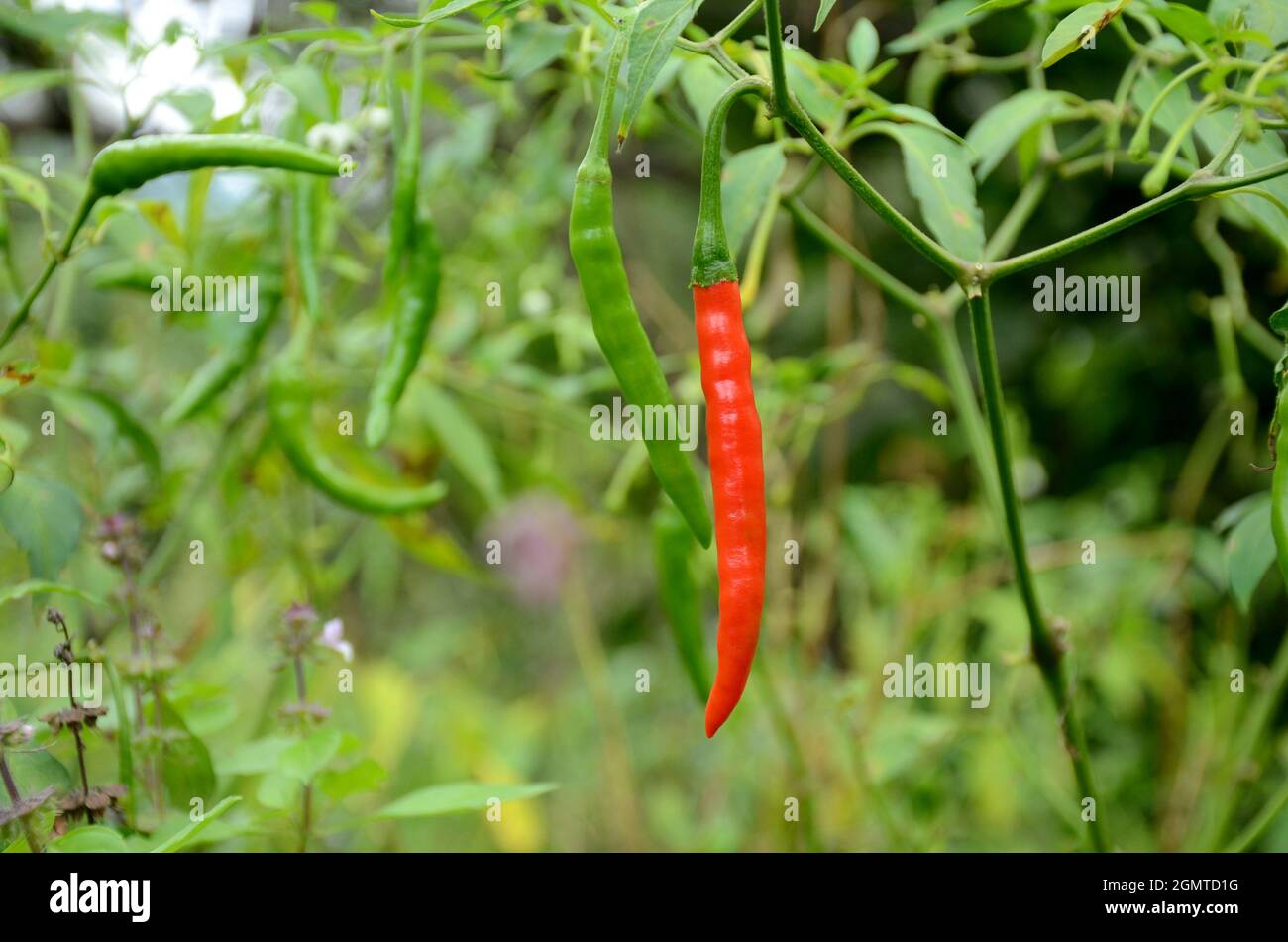 primo piano il mazzo rosso verde matura peperoncino con foglie e piante che crescono in giardino su sfondo verde marrone fuori fuoco. Foto Stock