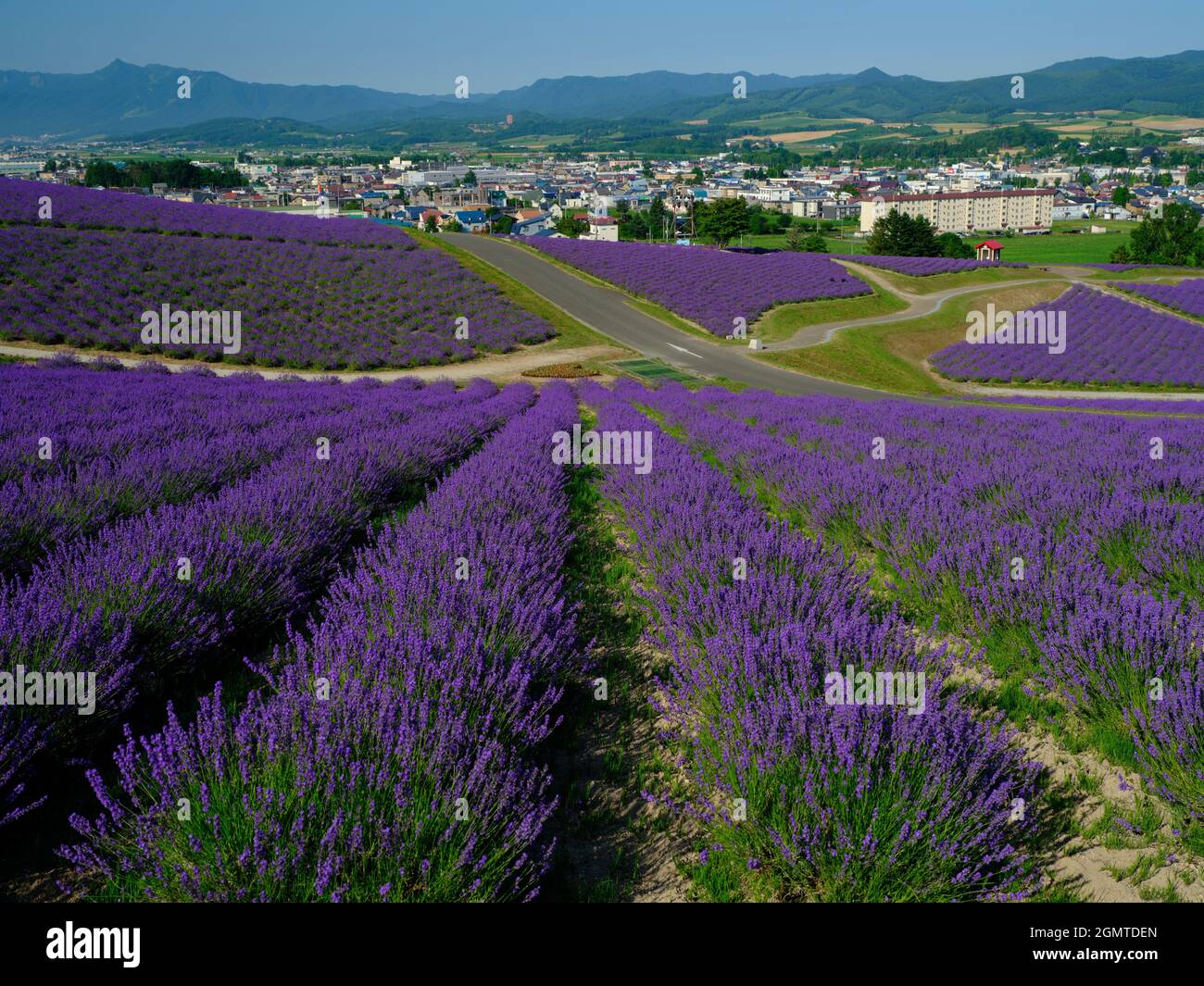 Campo di lavanda Foto Stock