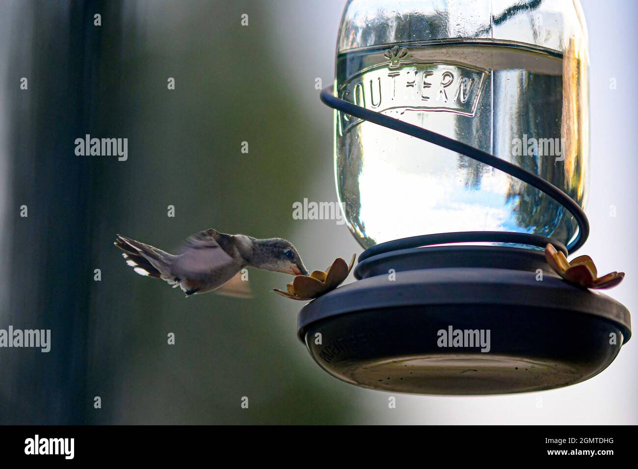 Hummingbird bere da un bicchiere vasetto colibrì alimentatore al mattino presto. Foto Stock