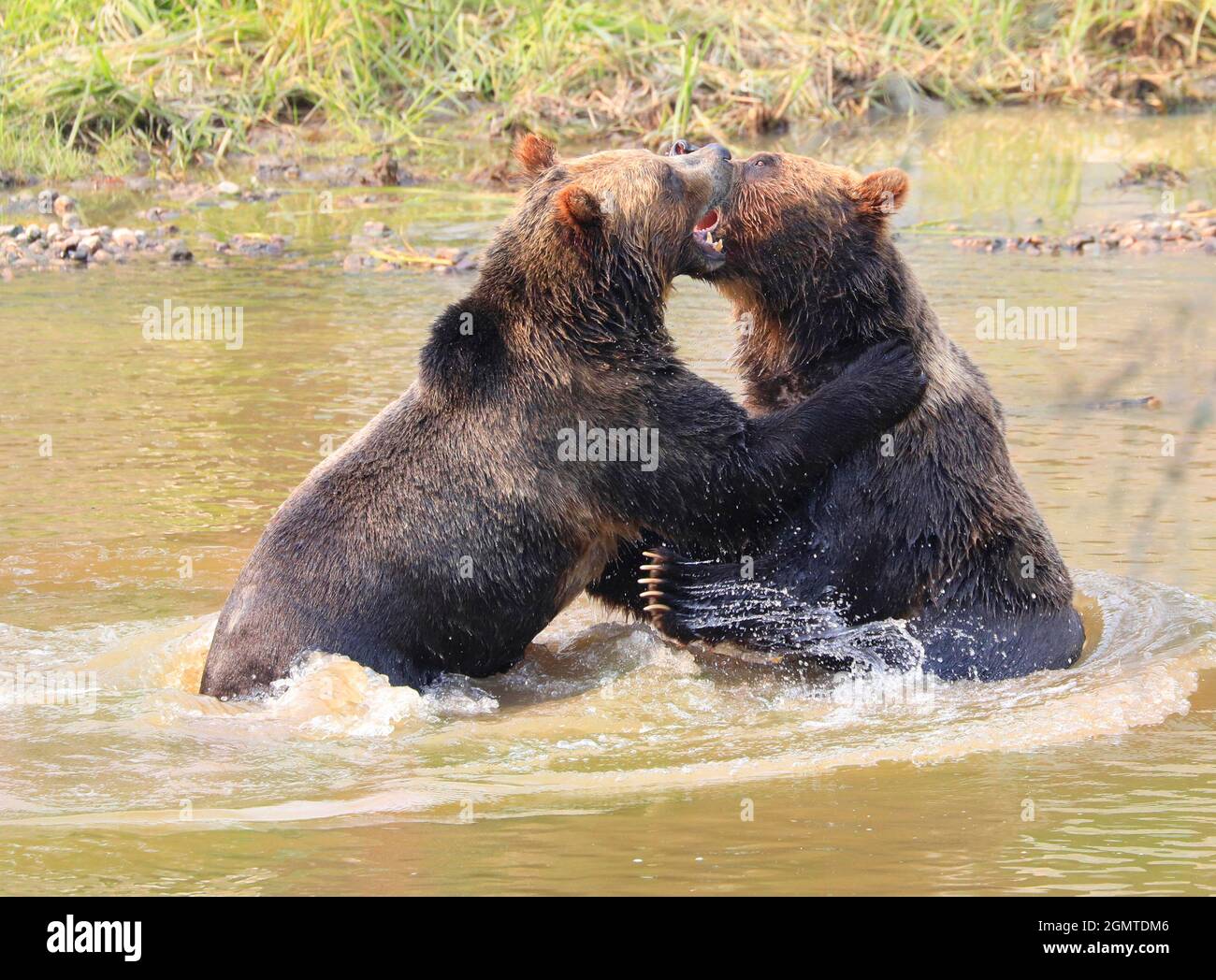 Un primo piano di orsi Grizzly che giocano insieme in acqua, Quebec, Canada Foto Stock