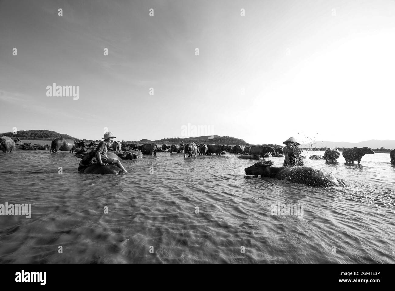 Mandria di bufali sul campo in provincia di Binh Thuan Vietnam Foto Stock