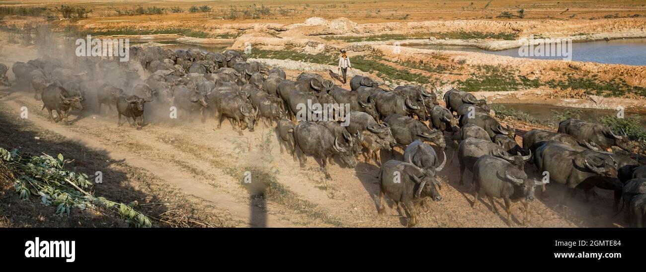 Mandria di bufali sul campo in provincia di Binh Thuan Vietnam Foto Stock