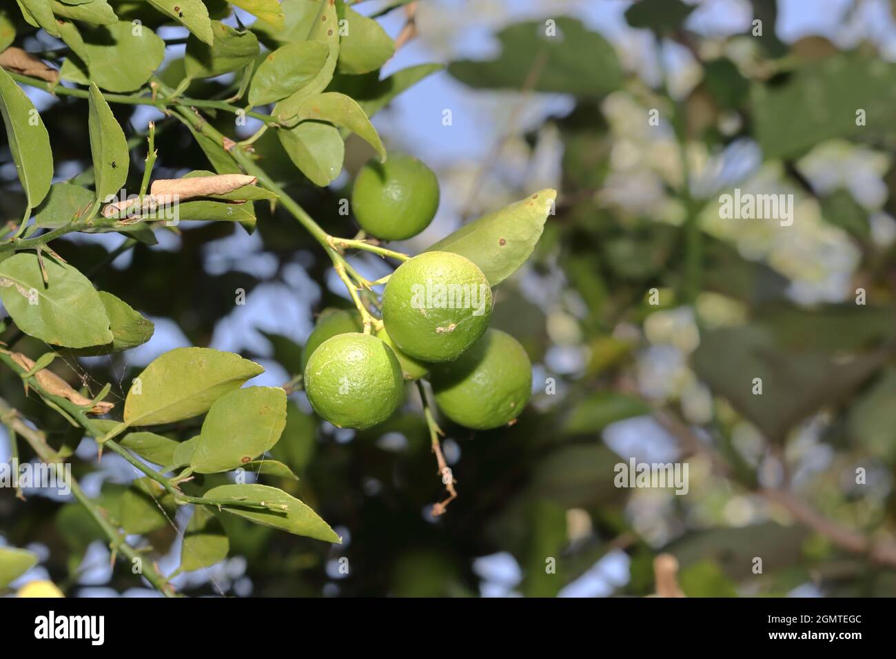Primo piano di un gruppo di arance naturali verdi fresche e biologiche appese a un ramo di albero Foto Stock