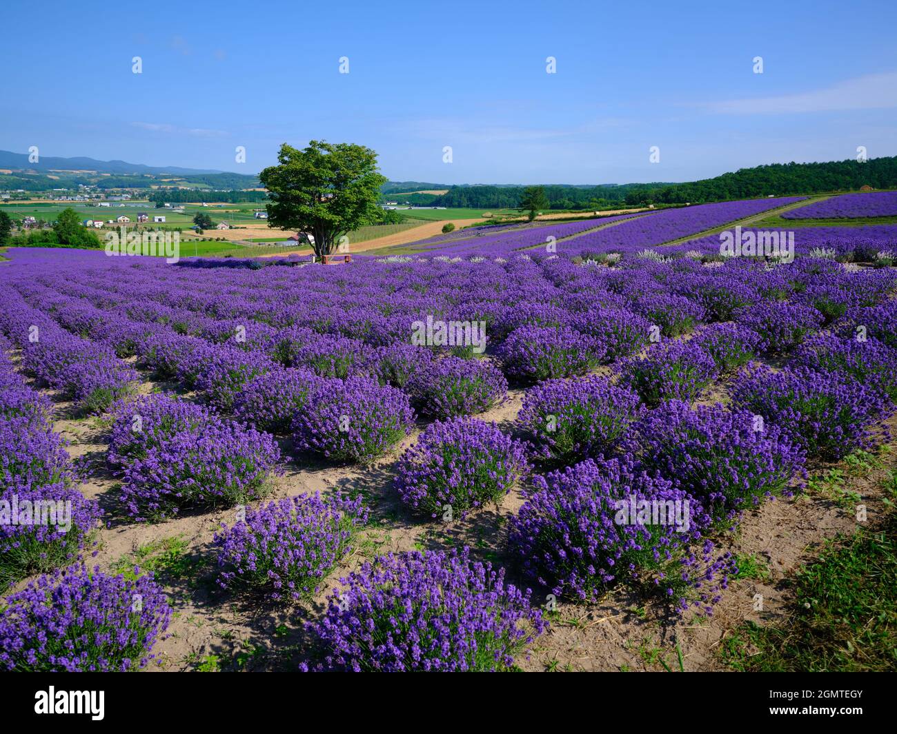 Campo di lavanda Foto Stock