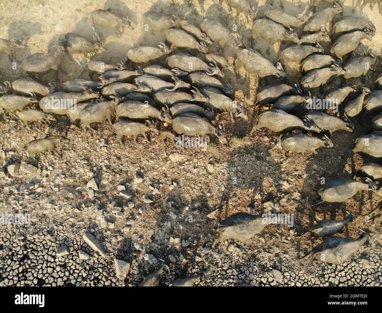 Mandria di bufali sul campo in provincia di Binh Thuan Vietnam Foto Stock