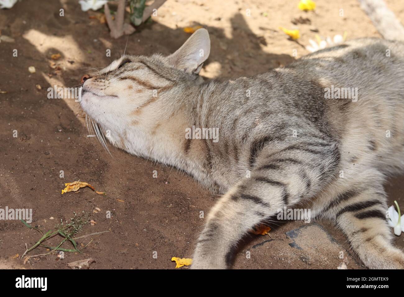 Primo piano di un gatto di tabby dell'animale domestico che giace sul terreno Foto Stock