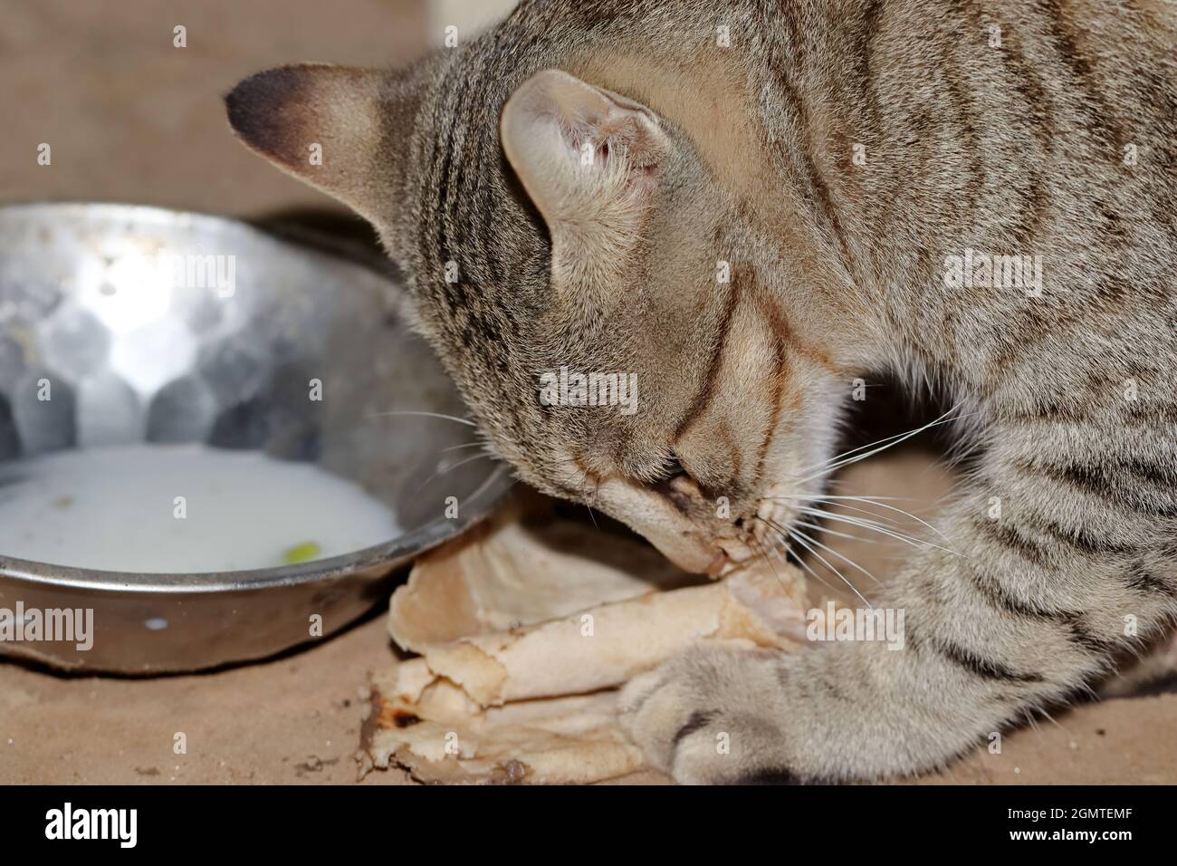 Primo piano di Un gatto tabby animale domestico che mangia e tiene il pane con la sua zampa Foto Stock