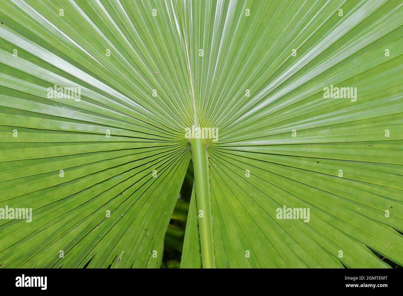 Primo piano di foglie verdi fresche di palma e cielo blu chiaro sfondo o cornice naturale Foto Stock