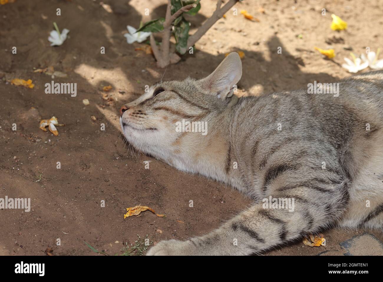 Primo piano di un gatto cucciolo che dorme a terra Foto Stock