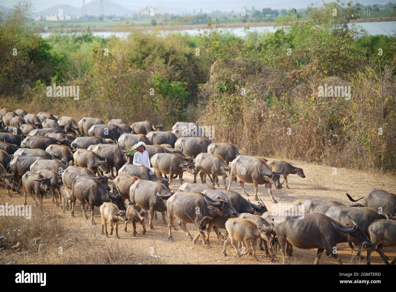 Mandria di bufali sul campo in provincia di Binh Thuan Vietnam Foto Stock