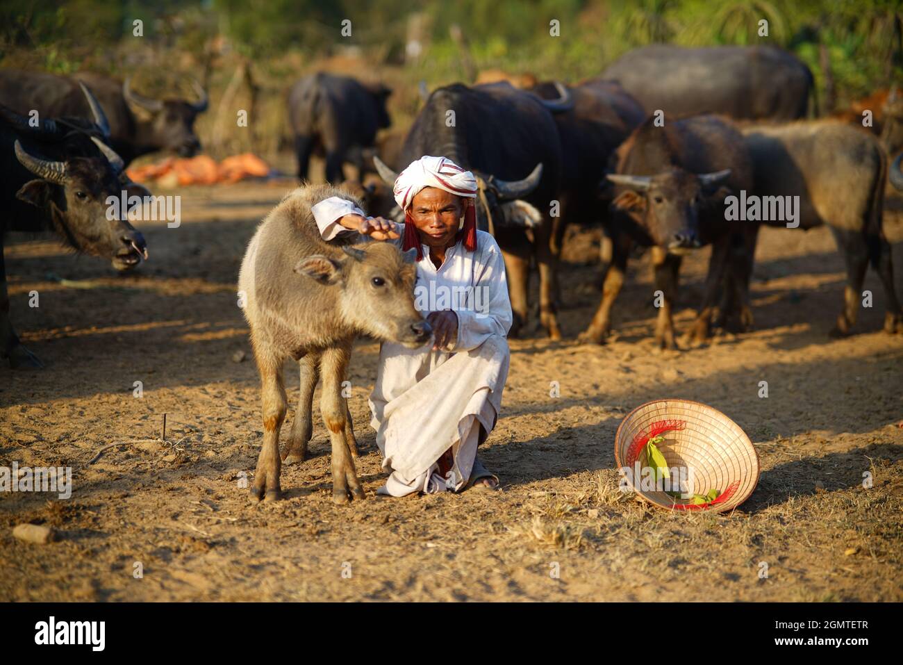 Mandria di bufali sul campo in provincia di Binh Thuan Vietnam Foto Stock