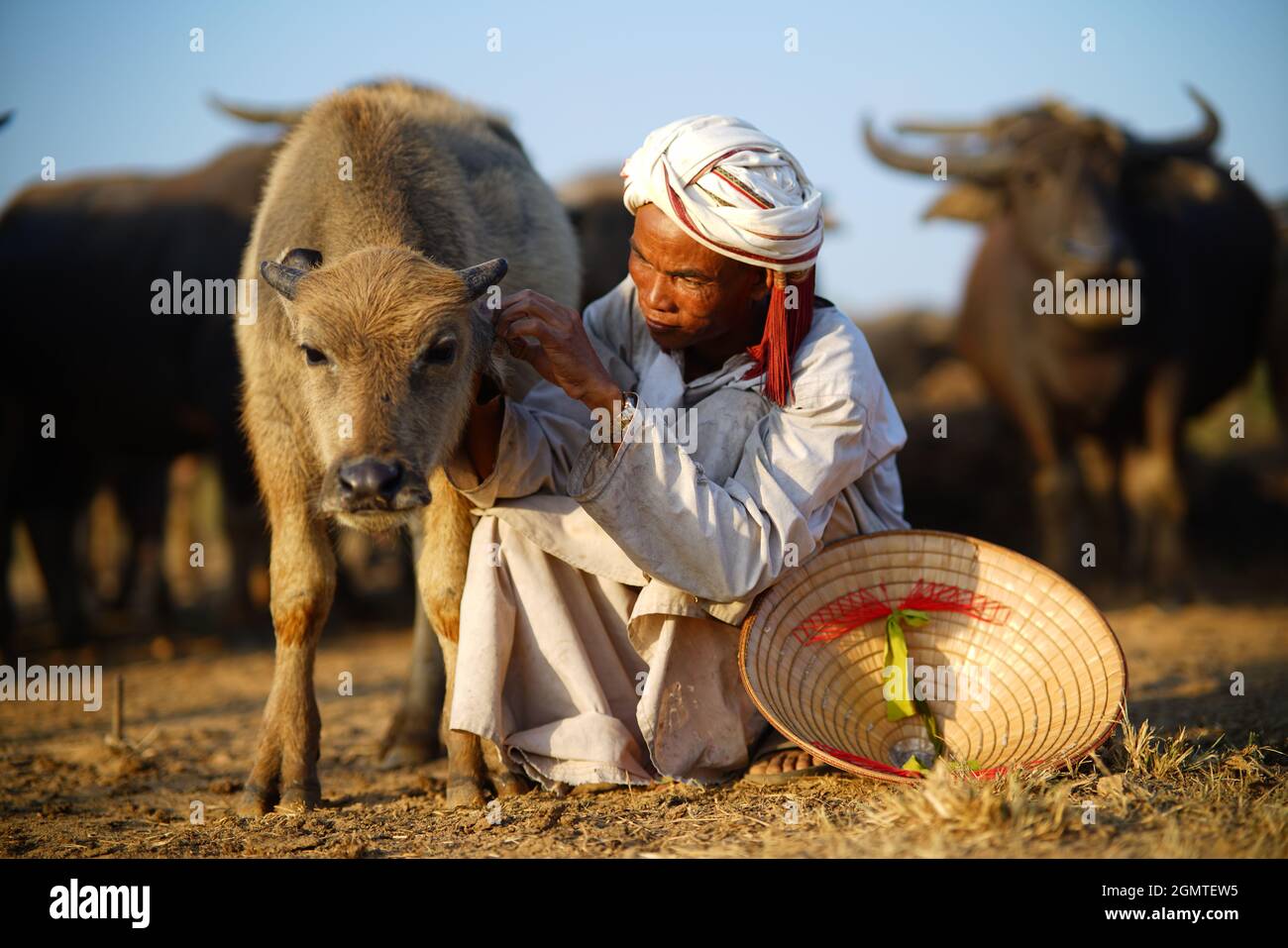 Mandria di bufali sul campo in provincia di Binh Thuan Vietnam Foto Stock