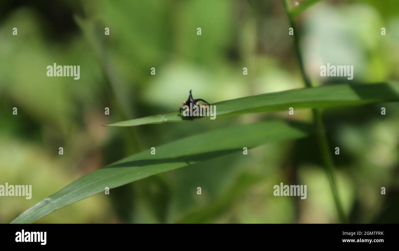 Un insetto volante molto piccolo e non identificato con occhi gialli che siedono in cima ad una foglia di erba Foto Stock