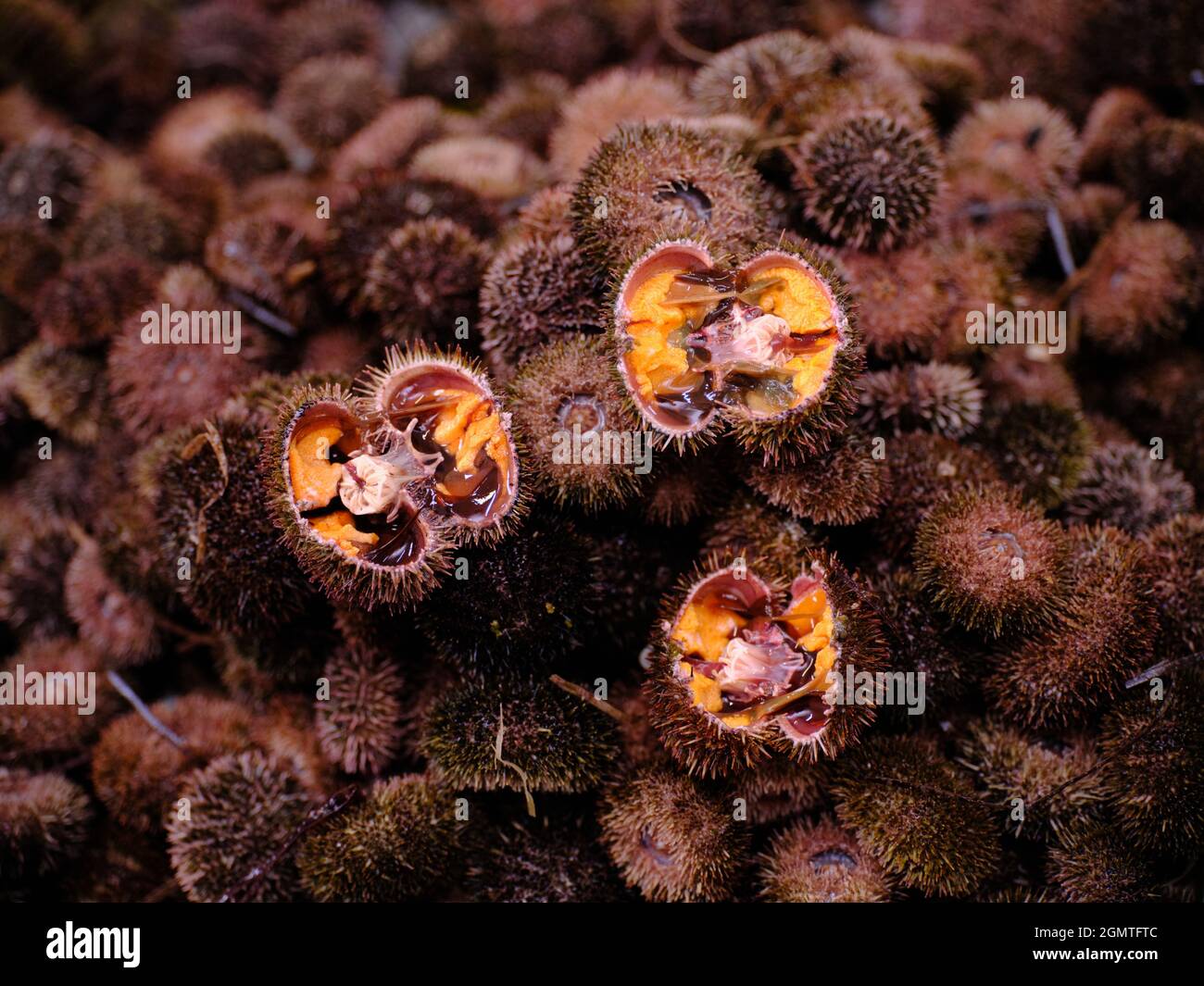 Riccio di mare Foto Stock
