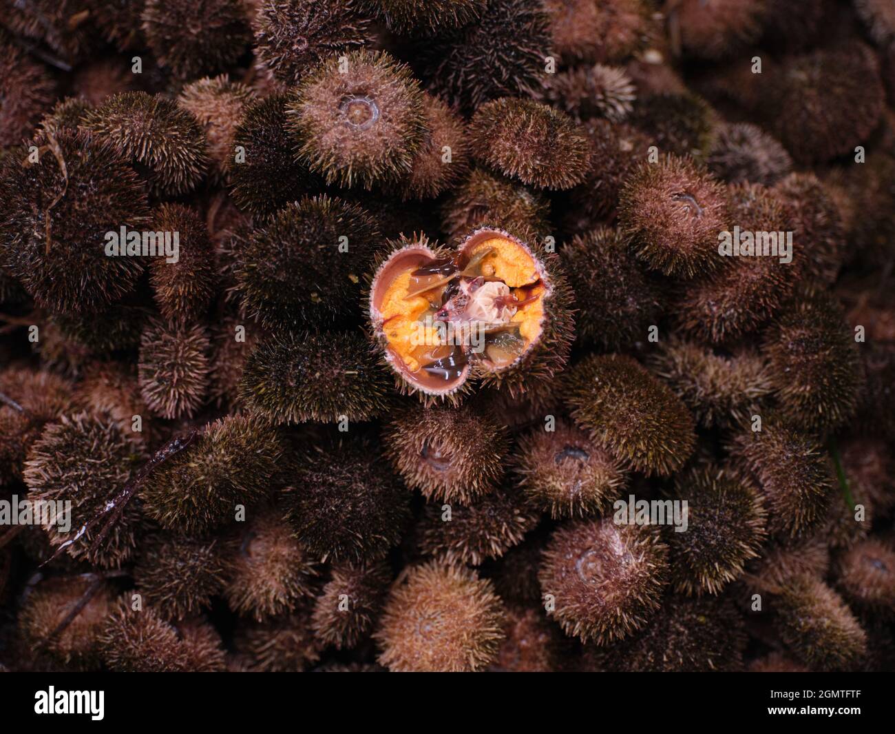 Riccio di mare Foto Stock
