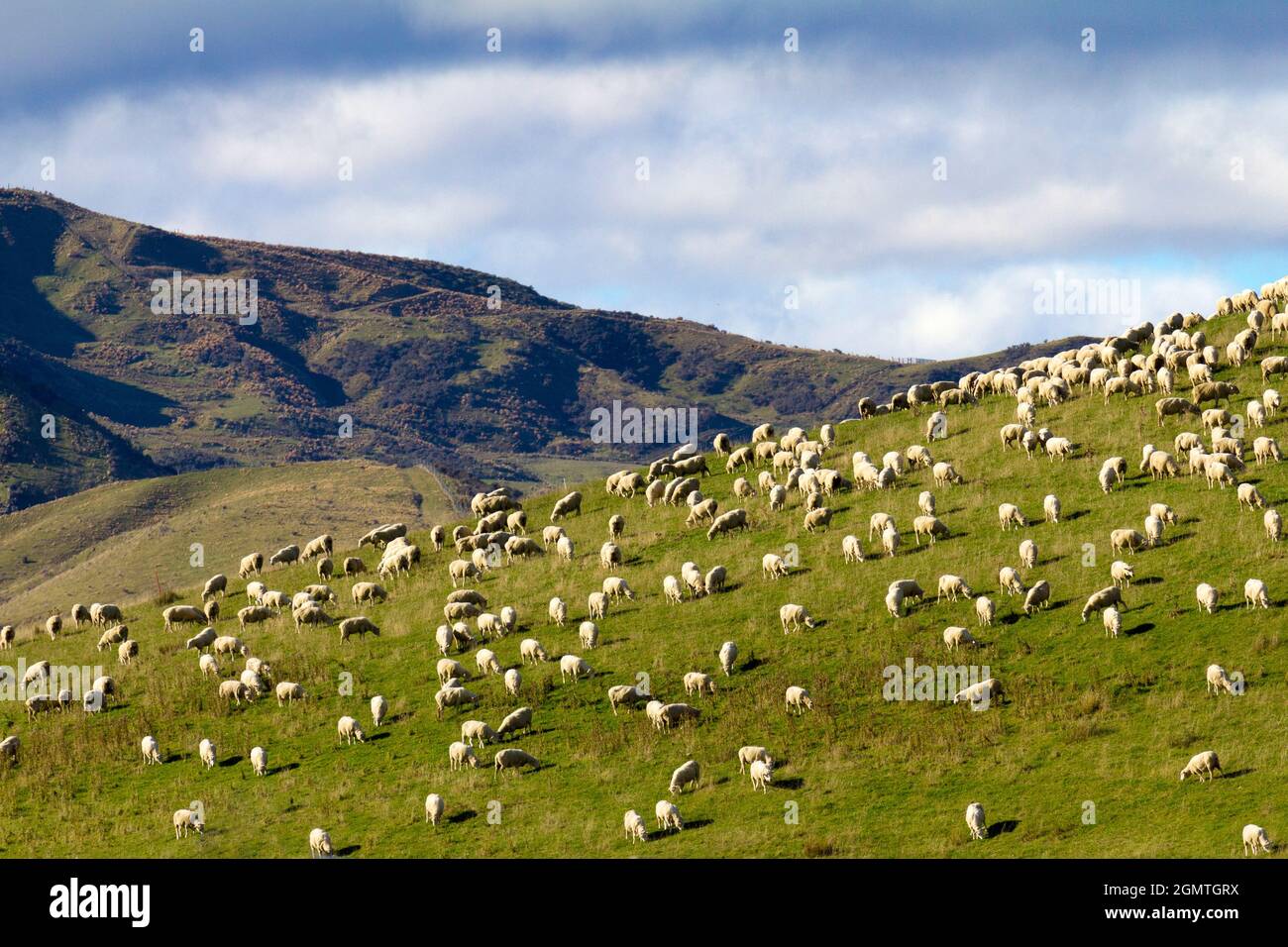 South Island, Nuova Zelanda - 23 maggio 2012 dal 2012, ci sono stati circa 3 milioni di persone e 60 milioni di pecore in Nuova Zelanda. Quello è 20 pecore per ogni Foto Stock