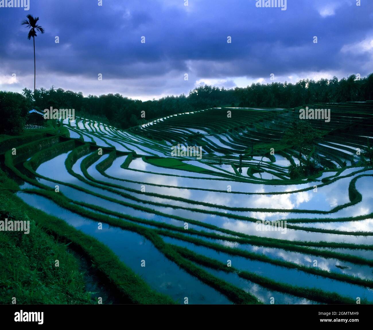 Campi di riso terrazzati oscuri e misteriosi nel cuore di Bali, Indonesia. Il riso è il principale prodotto alimentare dell'isola e, grazie al suo clima mite e fertile Foto Stock