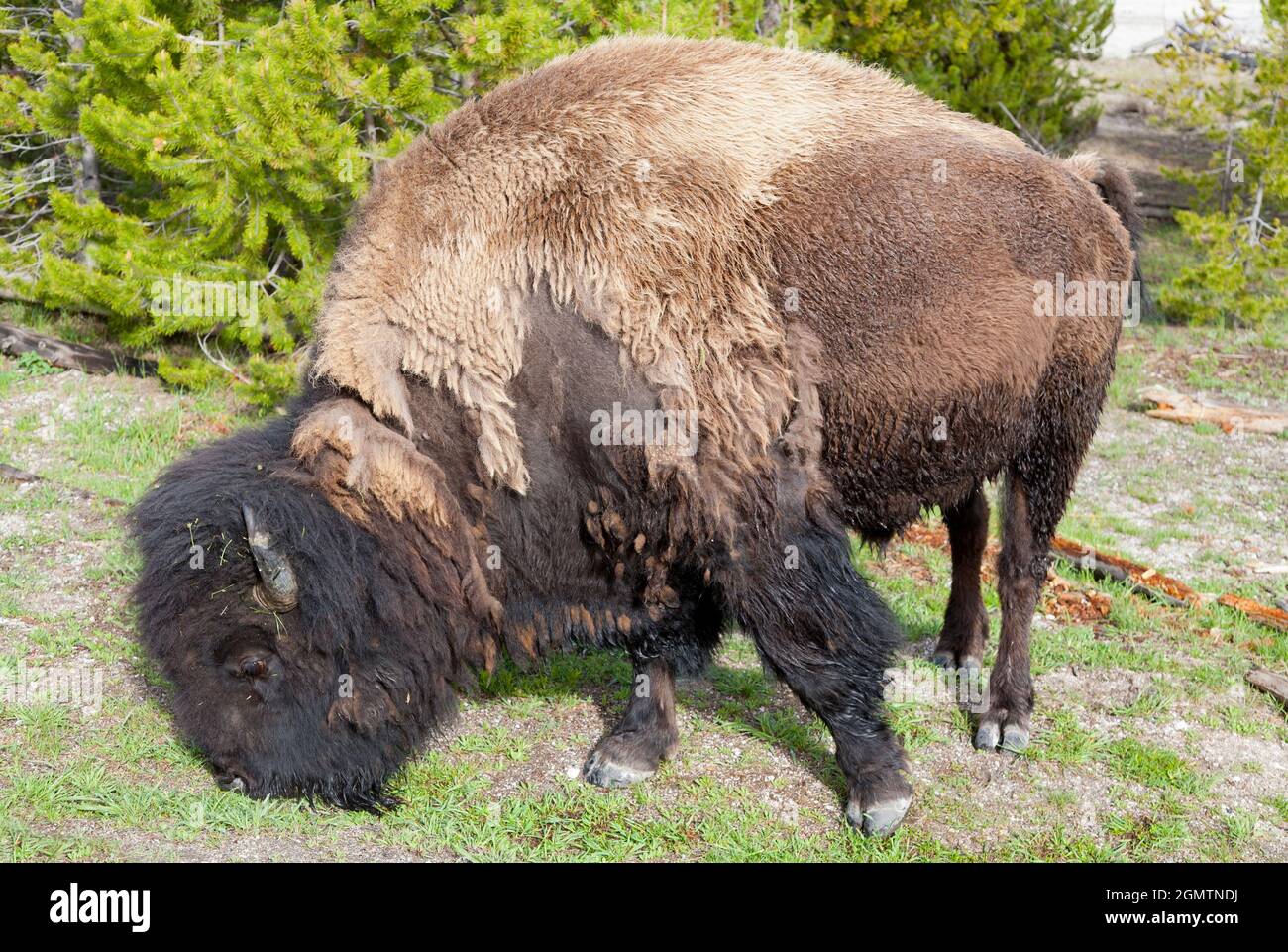 Parco Nazionale di Yellowstone, Wyoming - Maggio 2008; il Parco Nazionale di Yellowstone negli Stati Uniti è ampiamente considerato come il primo parco nazionale del mondo. Io Foto Stock