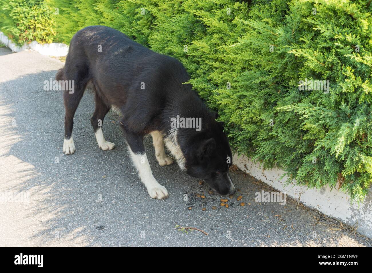 Carino bianco e nero razza mista di cane Husky in piedi su strada asfaltata sulla strada del villaggio ucraino e odore nuovo cibo lasciato dalla gente per cane randagi Foto Stock