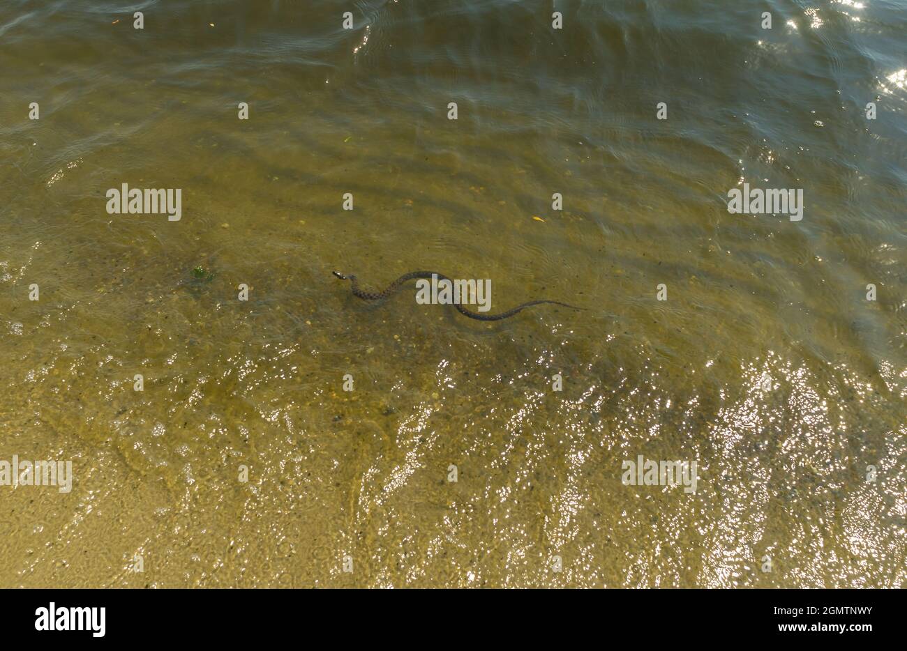 Dadi serpente (Natrix tessellata) nuoto in estate fiume Dnipro sulla spiaggia di Zaporizhzhia città, Ucraina Foto Stock