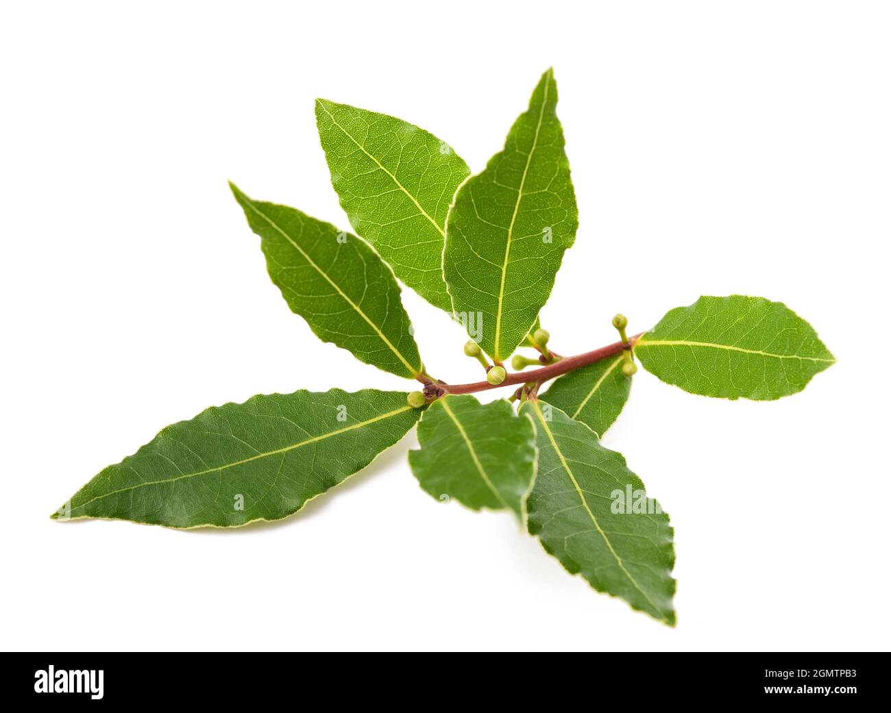 Ramo di Laurel con bacche e foglie isolate su sfondo bianco Foto Stock
