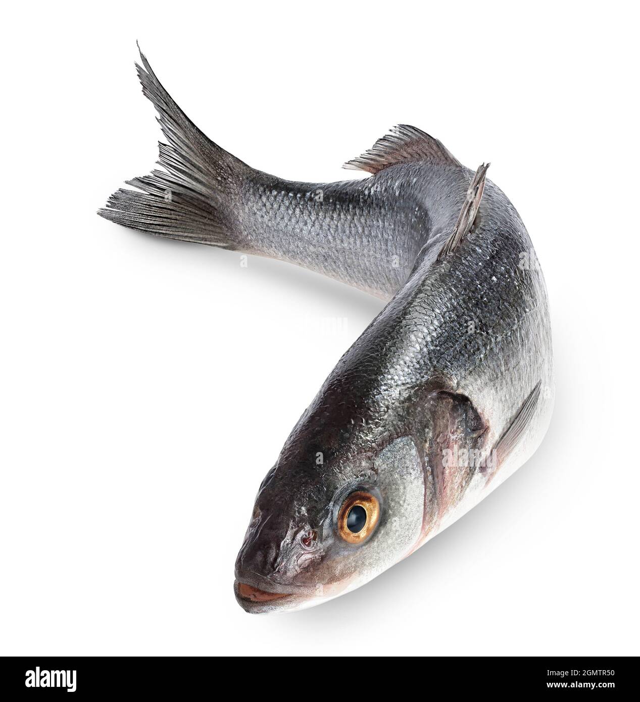 Basso di mare fich isolato su sfondo bianco con tracciato di ritaglio e piena profondità di campo. Foto Stock