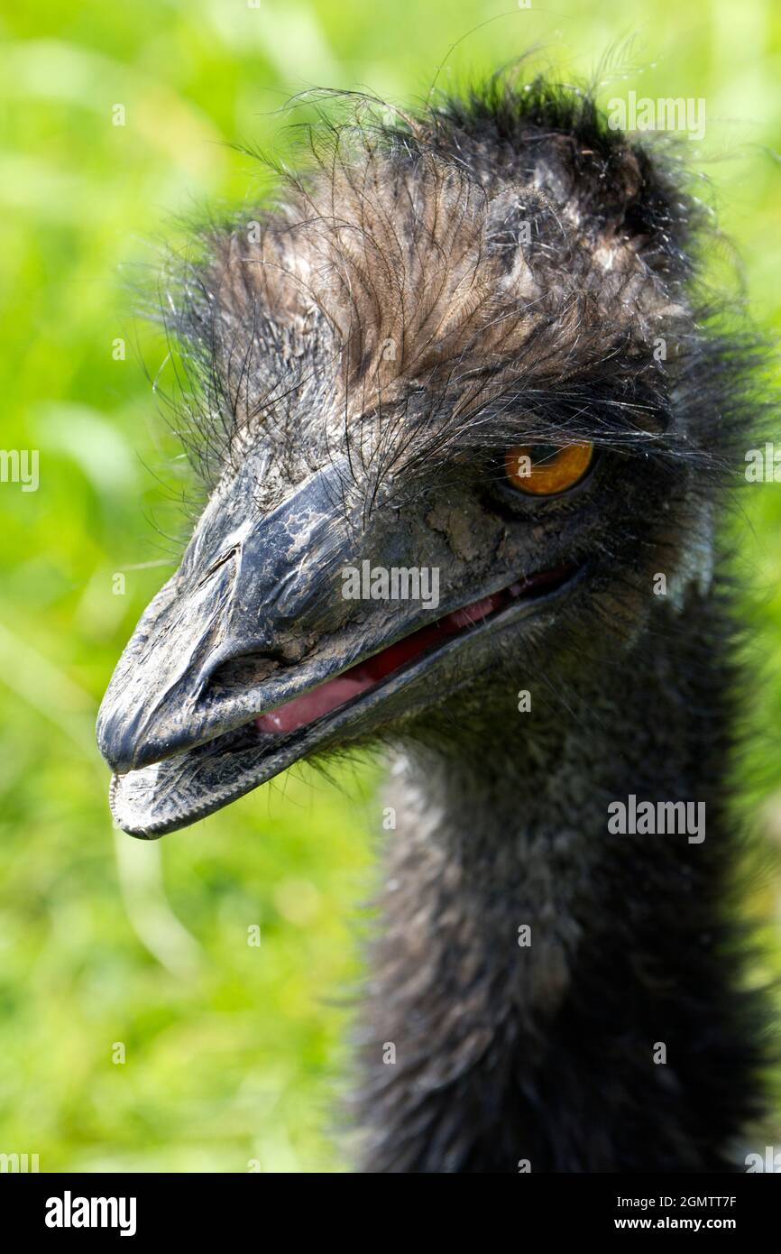Burford, Oxfordshire, Regno Unito - luglio 2011; l'uem (Dromaeus novaehollandiae) è il secondo uccello vivente in altezza, dopo il suo parente, lo struzzo Foto Stock