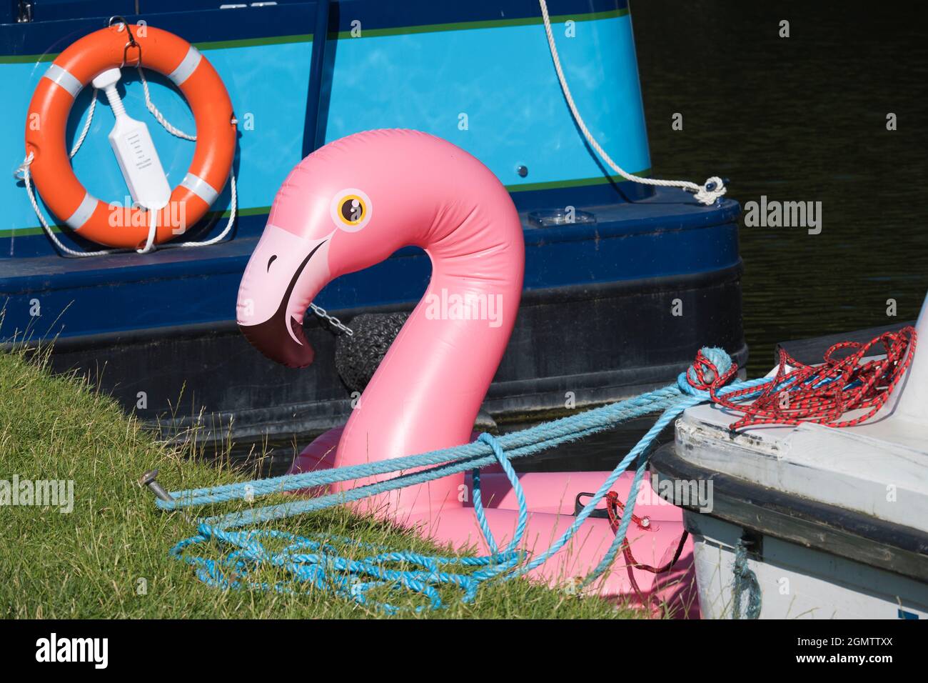 Il Tamigi ad Abingdon, Inghilterra - 28 luglio 2020; nessun popolo, ma un singolo Flamingo rosa, rispondendo al nome di 'Eric', è in fucilazione. Non è così Foto Stock