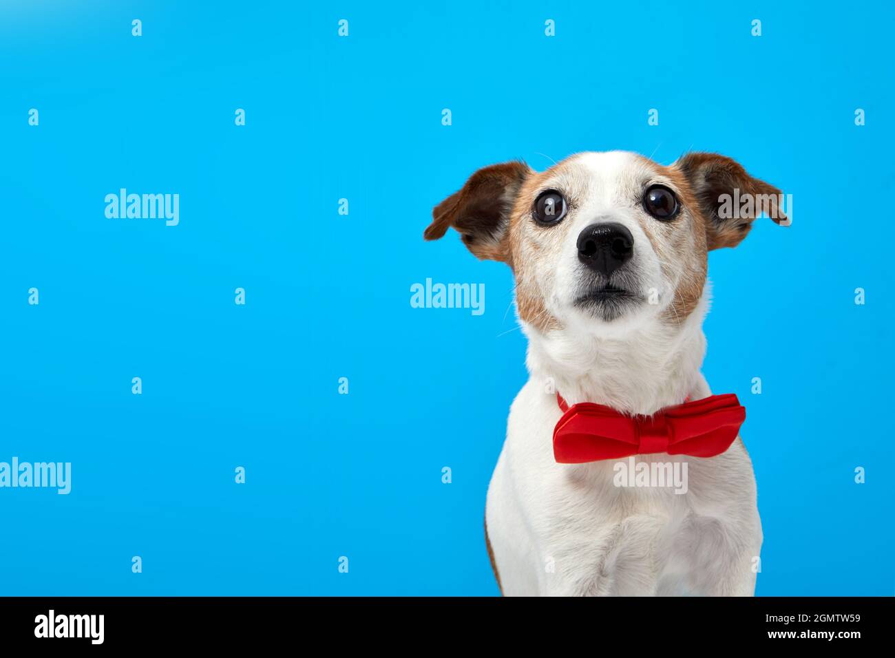 PET con cravatta rossa verso l'alto. Ritratto razza di Jack Russell Terrier guarda oggetto con interesse divertente su fotocamera blu sfondo. Cura degli animali domestici Foto Stock
