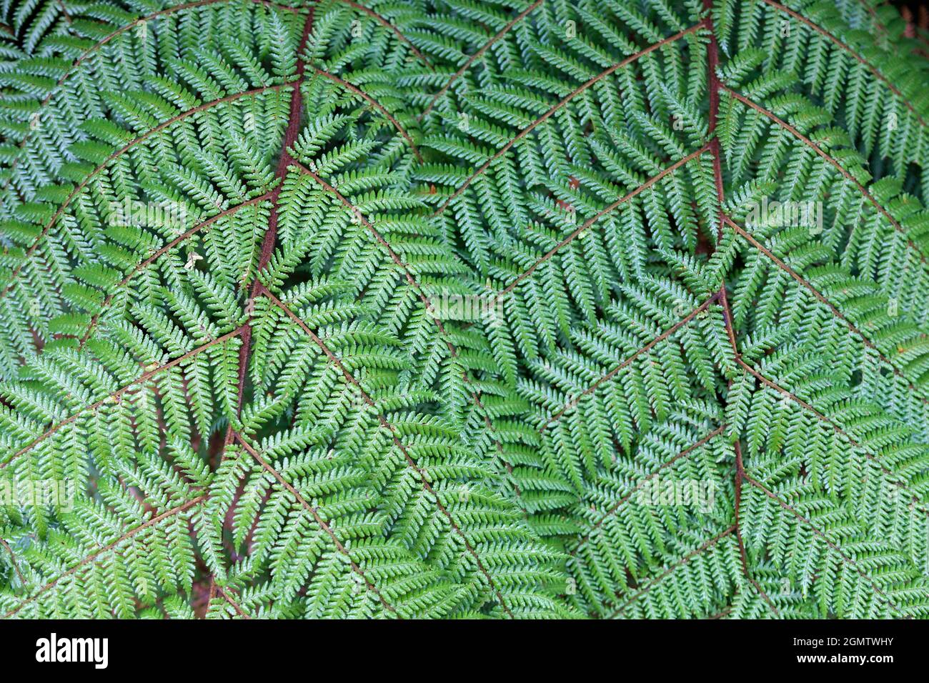 South Island, Nuova Zelanda, 19 maggio 2012 dettaglio di una felce che cresce nelle foreste pluviali temperate primordiali dell'Isola del Sud della Nuova Zelanda. La felce è Foto Stock