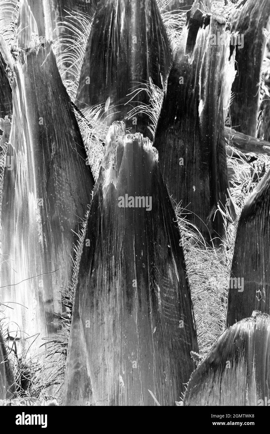 Assuan, Egitto - 3 Dicembre 2010 questa specie è la Saccharifera Atalea, o la cosiddetta palma da zucchero. È stato avvistato sull'isola di Kitchener sul Nilo, Egitto Foto Stock