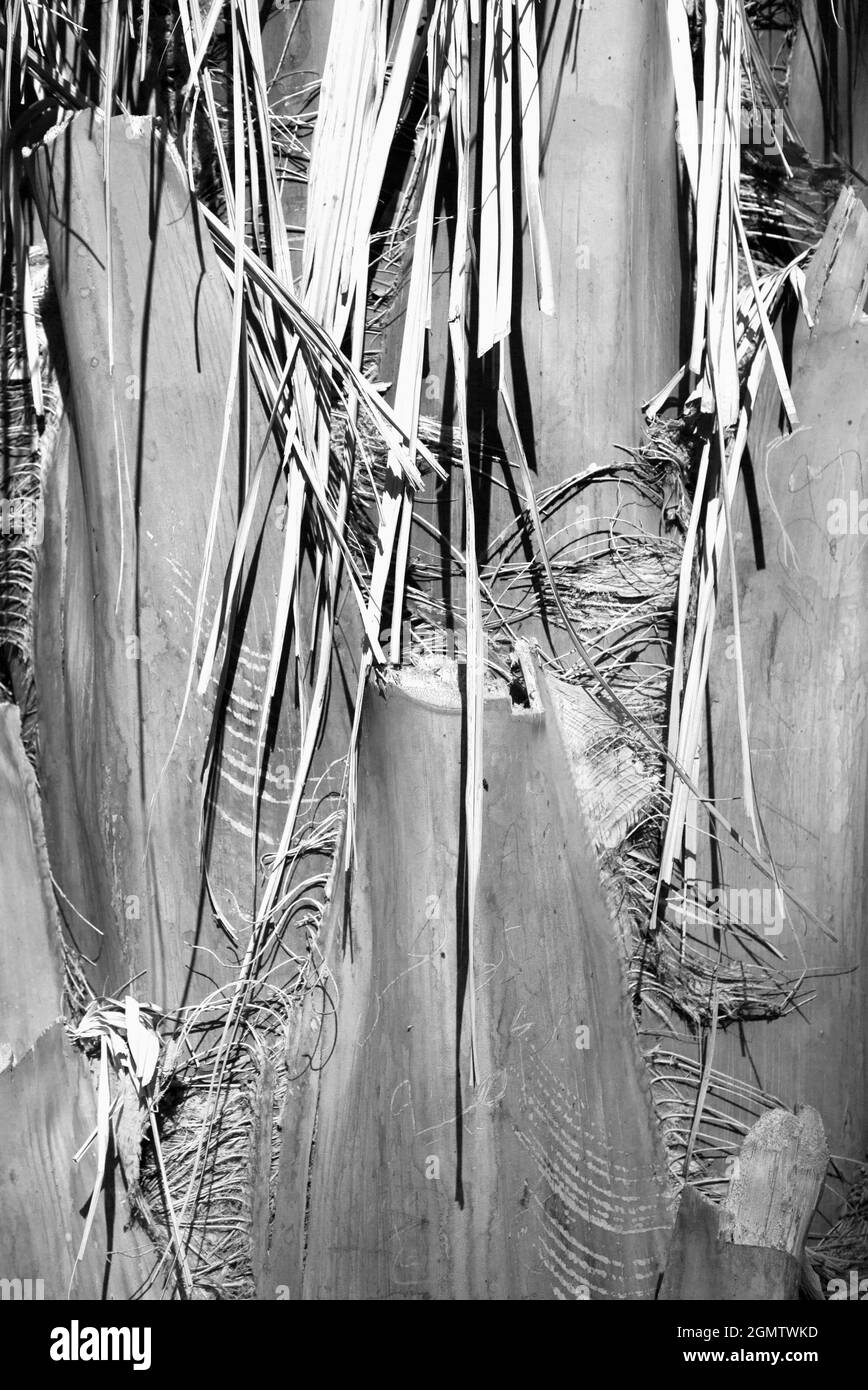 Assuan, Egitto - 3 Dicembre 2010 questa specie è la Saccharifera Atalea, o la cosiddetta palma da zucchero. È stato avvistato sull'isola di Kitchener sul Nilo, Egitto Foto Stock