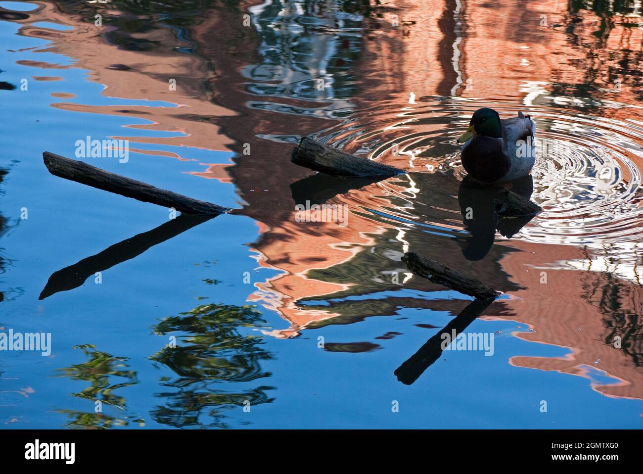 Abingdon, Inghilterra - Ottobre 2010 questa immagine tranquilla mostra le case della riva riiverbank riflesse nelle acque calme di Abbey Stream, una piccola ma bella Foto Stock