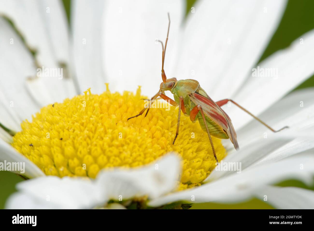 Bug di piante rosate - Calocoris roseomaculatus su Oxeye Daisy - Leuchanthemum vulgare Foto Stock