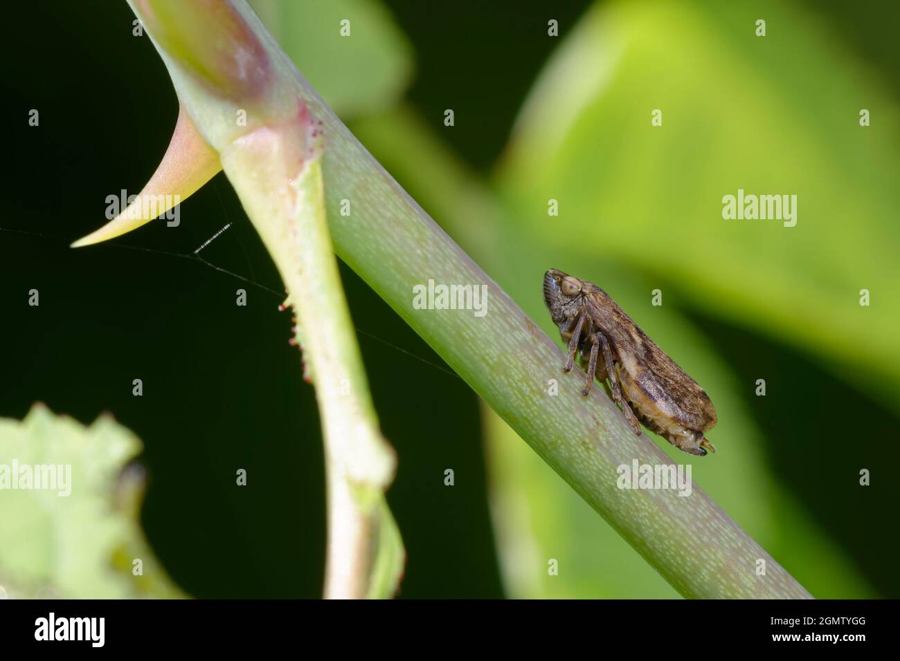 Comune Froghopper - Philaenus spumarius su cane rosa Foto Stock