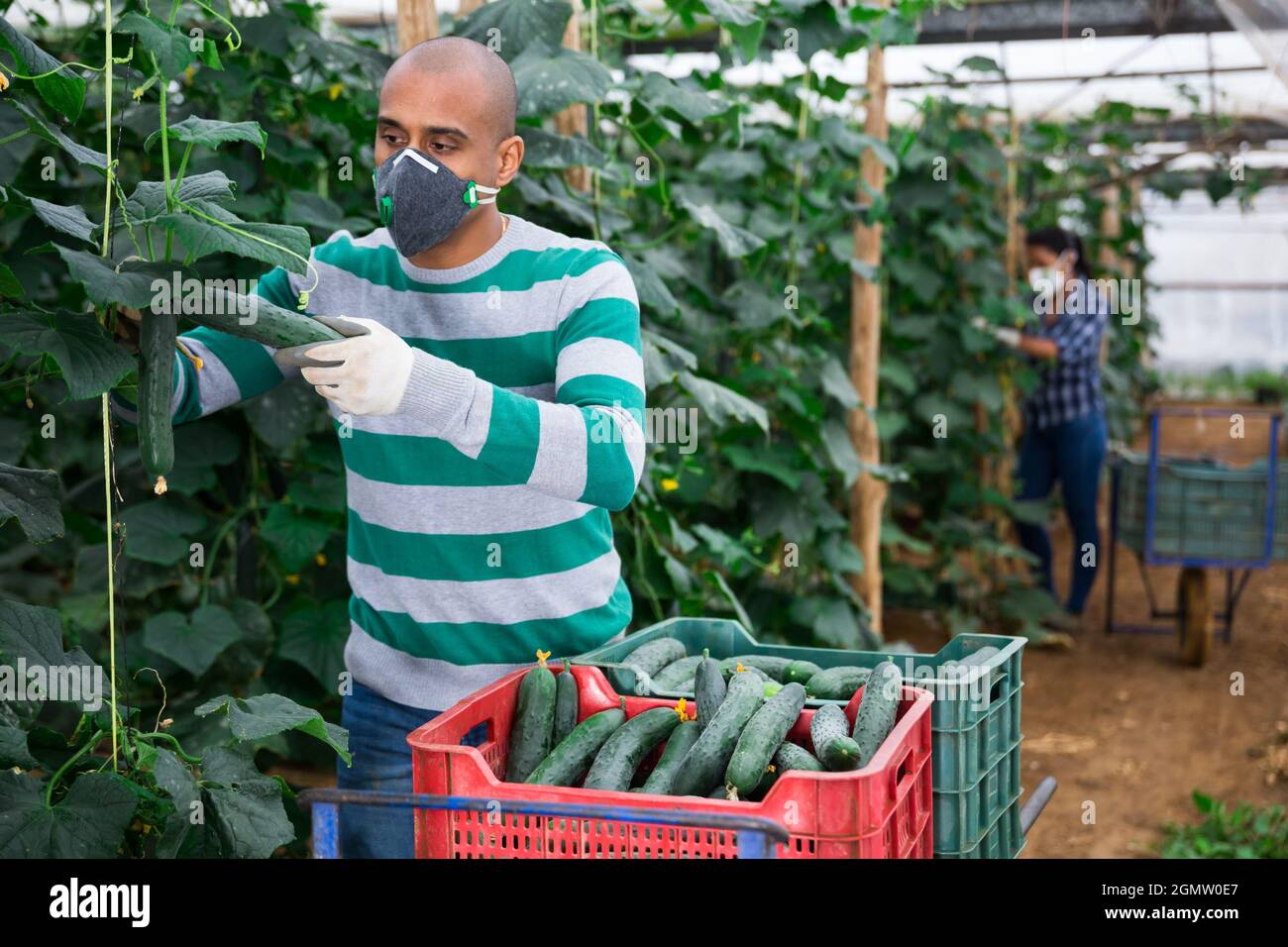 Contadino latino-americano in maschera medica che lavora in serra, raccogliendo cetrioli organici. Precauzioni forzate durante la pandemia di coronavirus Foto Stock