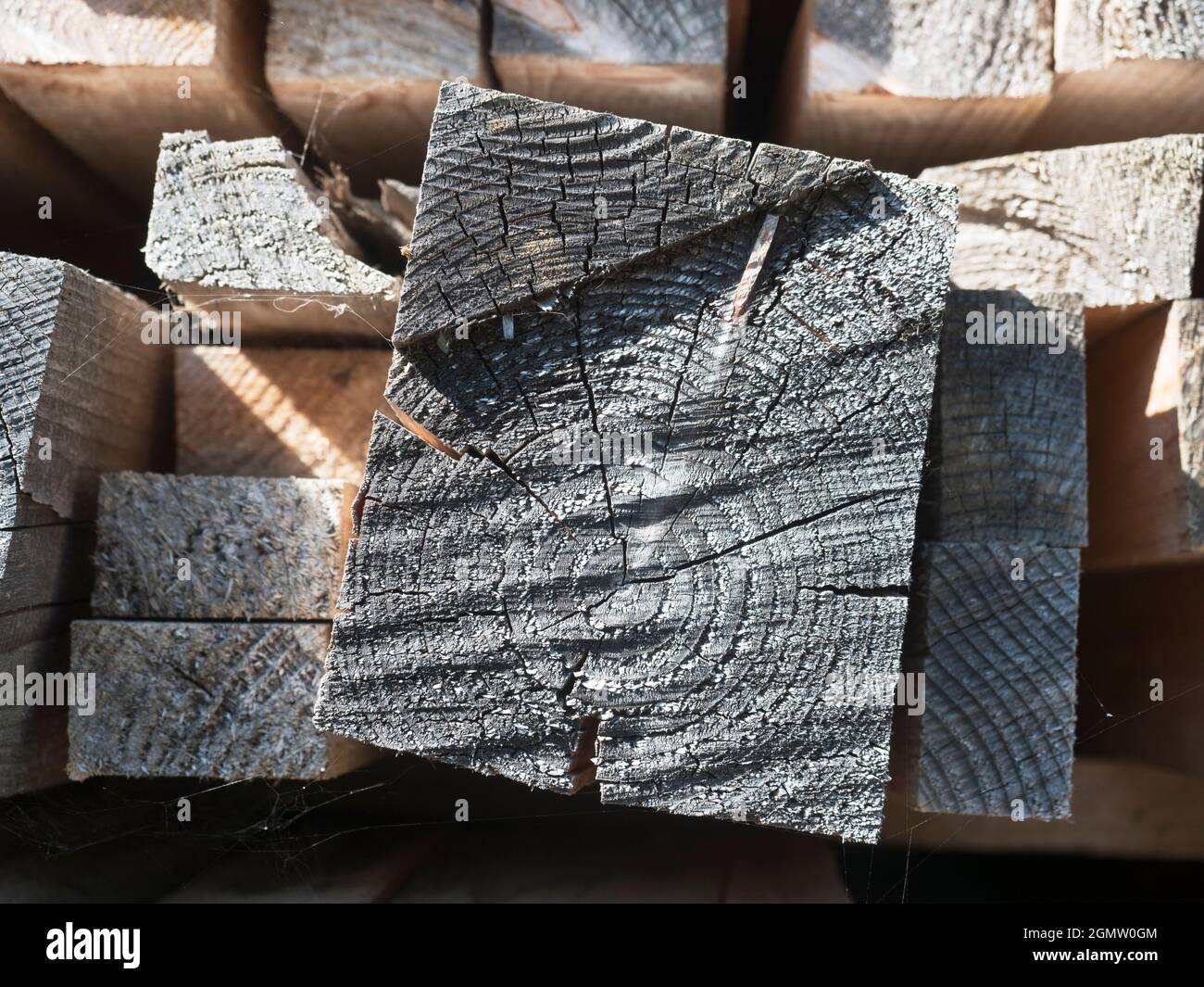 Sì, anche un blocco di legno può essere interessante, se si guarda abbastanza da vicino! Foto Stock