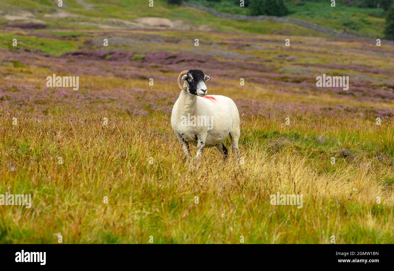 La pecora di Swaledale si trovava nell'habitat naturale della brughiera con erbe e erica viola. Arkengarthdale, North Yorkshire. Le pecore di Swaledale sono native a t Foto Stock