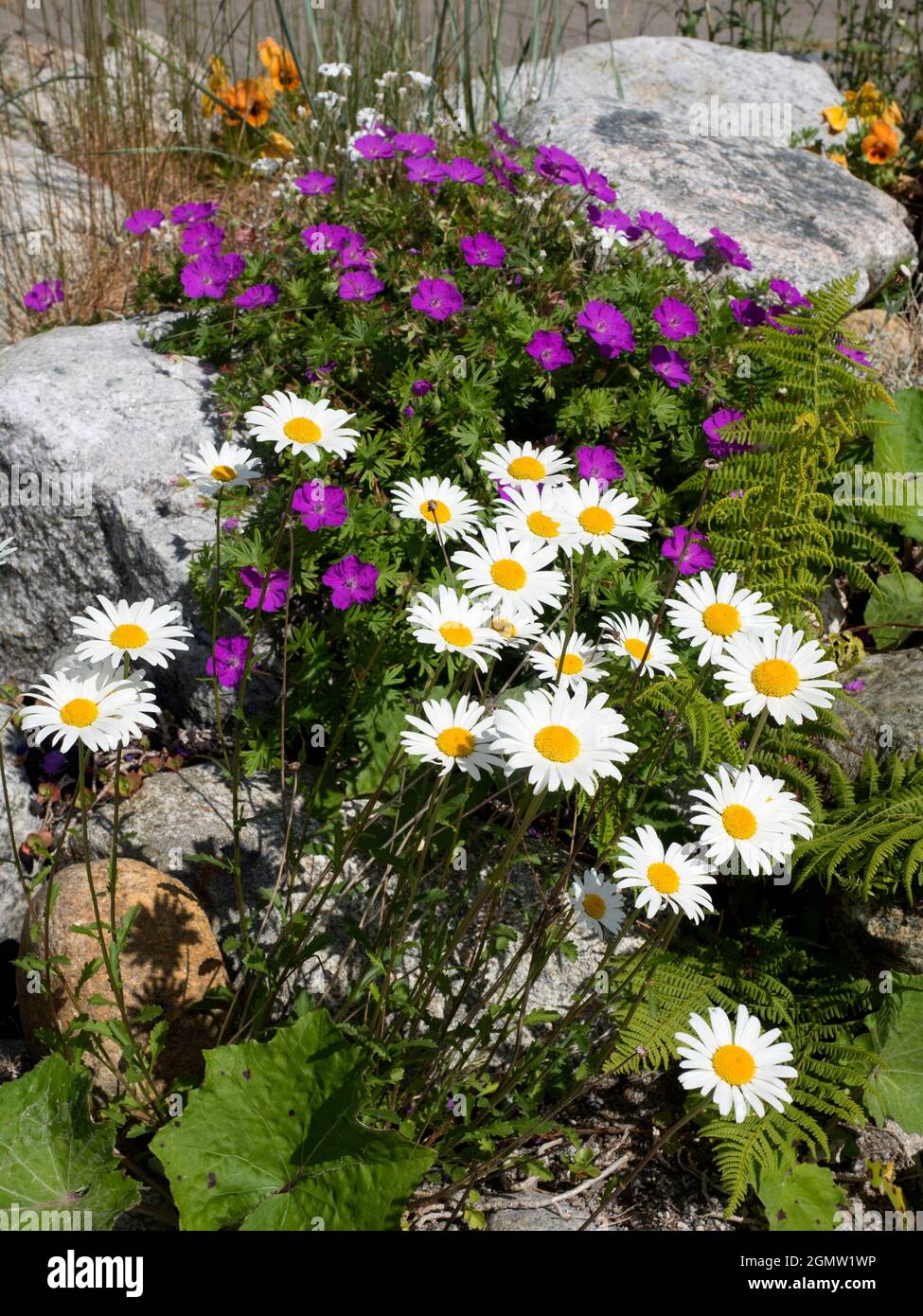 Questo variopinto gruppo di fiori, che si trova alla base del Lysefjord in Norvegia, comprende Aubrieta, Daisies e Pansies Foto Stock