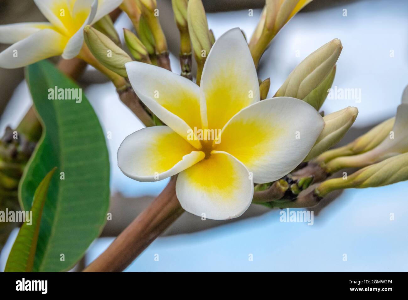 Plumeria Foto Stock