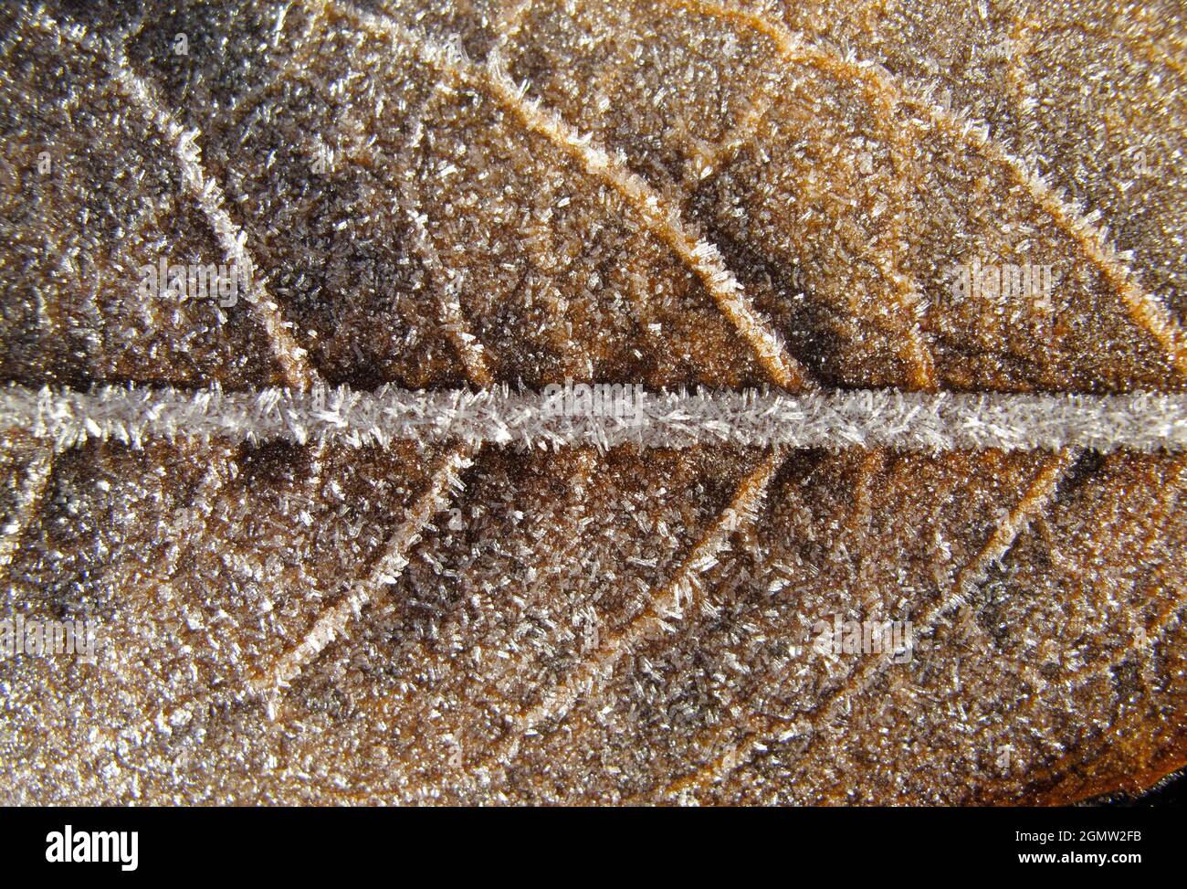 Qualsiasi cosa può mostrare la bellezza del modello e della forma se si ottiene abbastanza vicino. La straordinaria simmetria e purezza cristallina di questa foglia incrostata di gelo Foto Stock