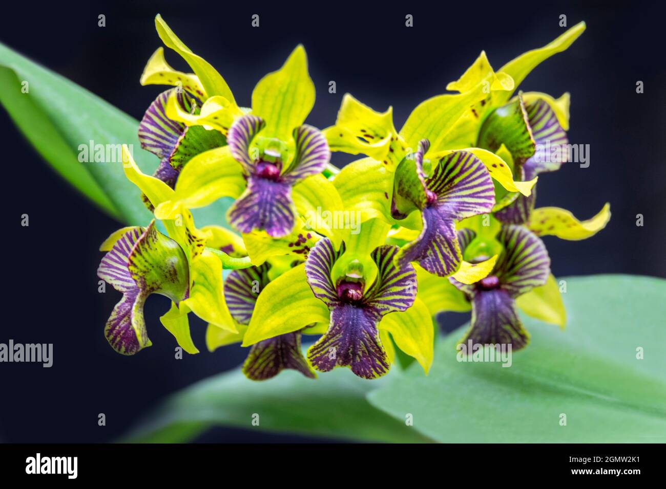 Flash verde, orchidea Dendrobium, USA Foto stock - Alamy