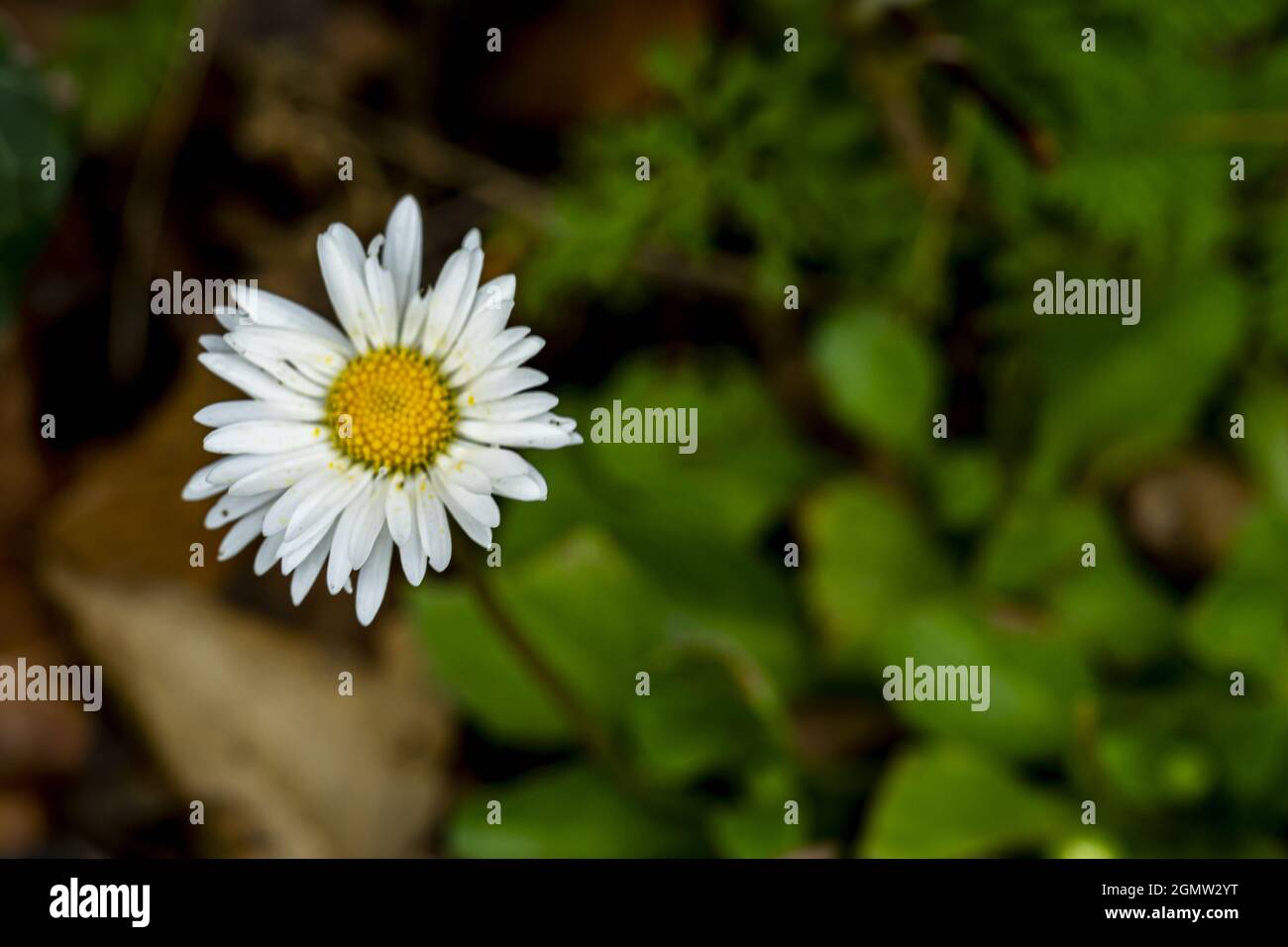 Primo piano della Matricaria, nota anche come mayweed. Le piante fiorite della tribù Chamomile. Foto Stock